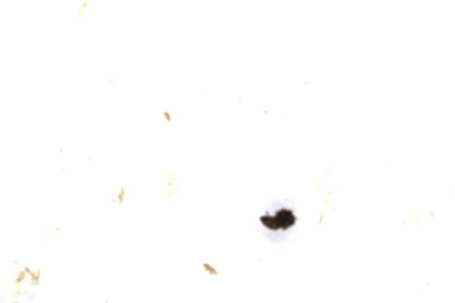Image 63